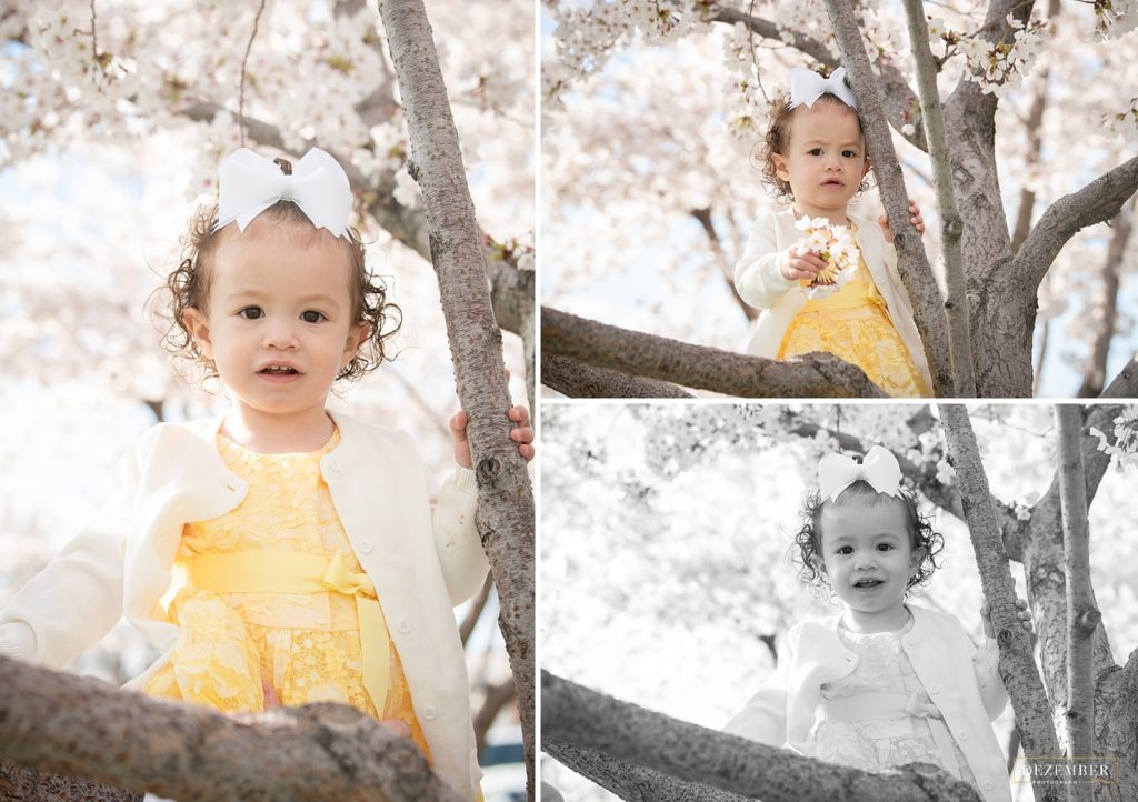 Cherry Blossom baby portraits