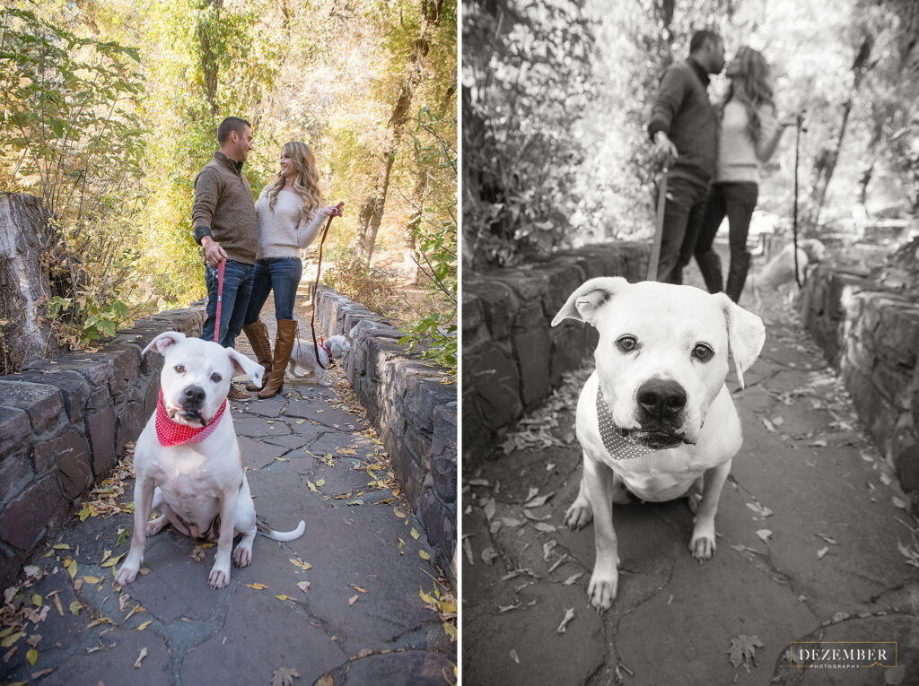 Fall engagements couple poses with their dog at city creek